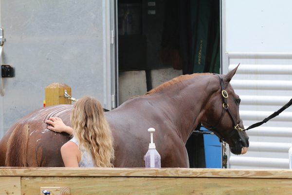 Can you use baby shampoo on horses?